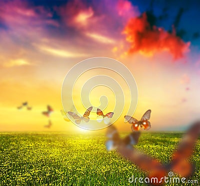 Colorful butterflies flying over spring meadow with flowers Stock Photo