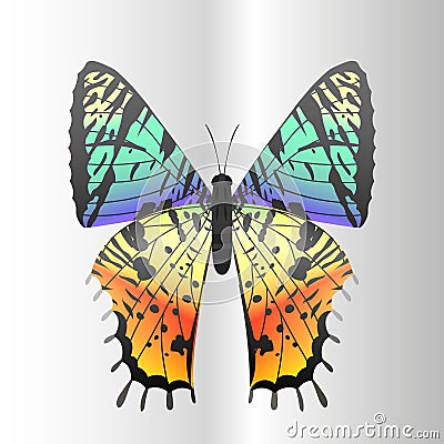 Colorful butterfly with abstract decorative pattern summer free fly present silhouette and beauty nature spring insect Vector Illustration