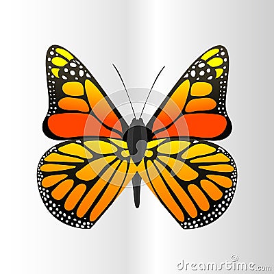 Colorful butterfly with abstract decorative pattern summer free fly present silhouette and beauty nature spring insect Vector Illustration