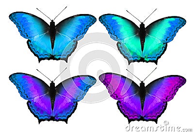 Colorful butterfly in cool tone, Isolated background Stock Photo