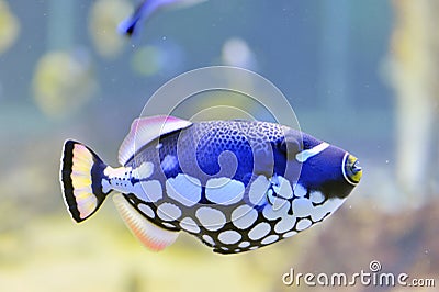 Colorful butterfly-fish in a aquarium Stock Photo
