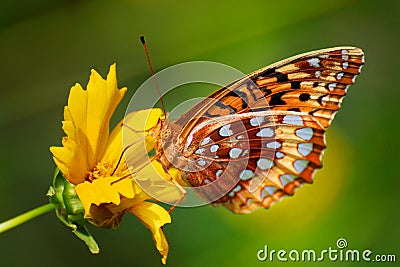 Colorful butterfly on flower Stock Photo