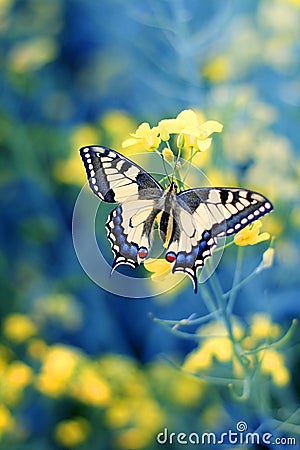 Colorful butterfly on flower,close up Stock Photo