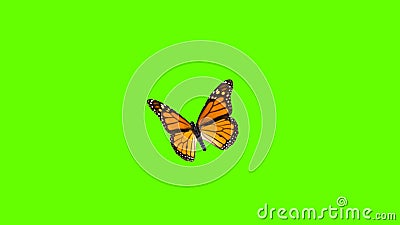 Colorful Butterfly Flying on Green Screen Matte Background 4k Animation  Stock Footage. 3D Butterfly Stock Videos Stock Footage - Video of happy,  animation: 212701558