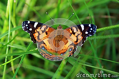 Colorful Butterfly in Grass Stock Photo