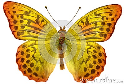 Colorful butterfly- isolated Stock Photo