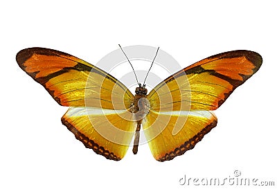Colorful butterfly- isolated Stock Photo