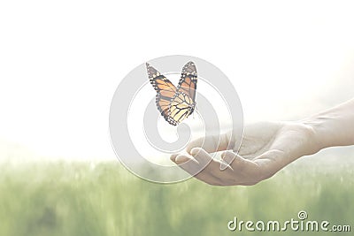 Colorful butterfly leans confident on a woman`s hands Stock Photo