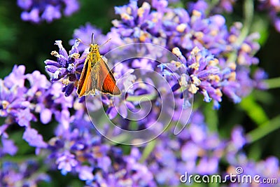 Colorful butterfly on levander bloom Stock Photo