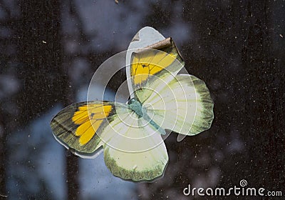 Colorful butterfly symbol on window Stock Photo