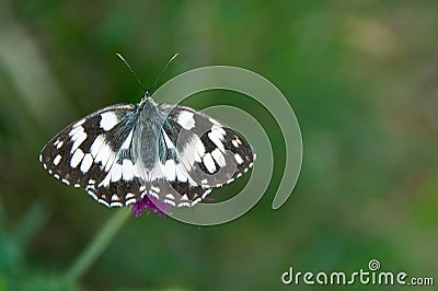 Colorful butterfly in Val d& x27;Aveto natural park Stock Photo