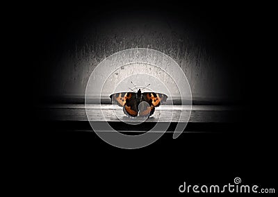 A colorful butterfly on the window. A butterfly locked inside Stock Photo