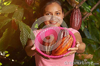 Colorful cacao farm theme Stock Photo