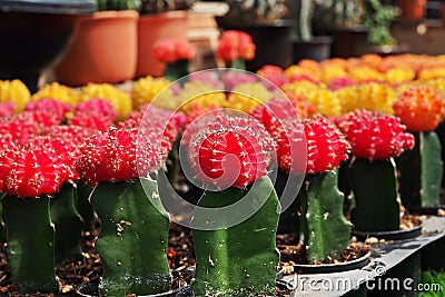 Colorful cactus, Gymnocalycium mihanovichii f. variegata Stock Photo
