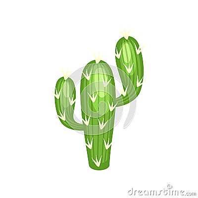 Colorful cactus and succulent plant vector illustration Vector Illustration