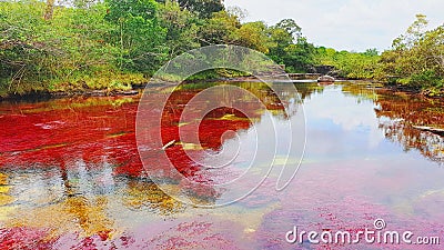 Colored river Cano Cristales, Serrania de la Macarena National Park, Colombia Stock Photo