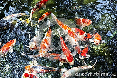 Colorful carp fish in the pool Stock Photo