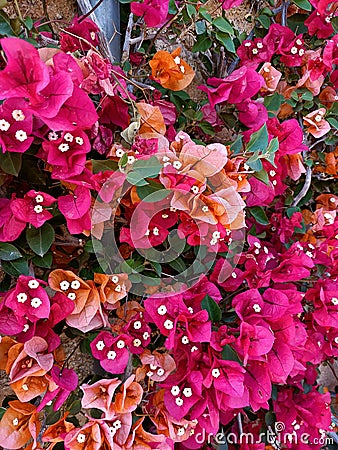 A colorful cascade of bougainvillea flowers Stock Photo