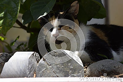 The colorful cat is resting under a bonsai, leisurely and at ease, Stock Photo