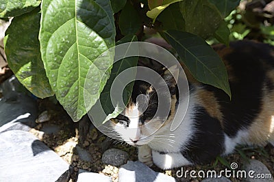 The colorful cat is resting under a bonsai, leisurely and at ease, Stock Photo