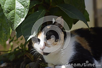 The colorful cat is resting under a bonsai, leisurely and at ease, Stock Photo