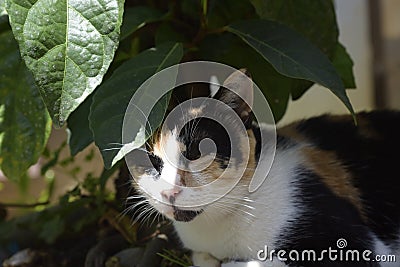 The colorful cat is resting under a bonsai, leisurely and at ease, Stock Photo