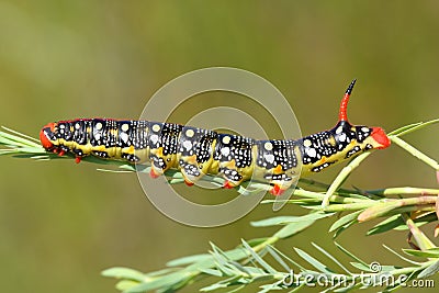 Colorful caterpillar Stock Photo