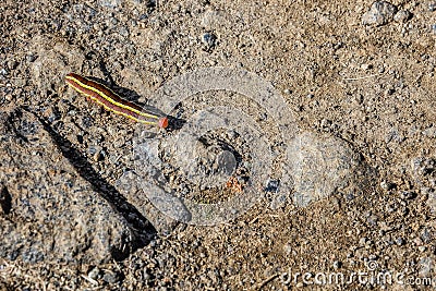 Colorful caterpillar Stock Photo