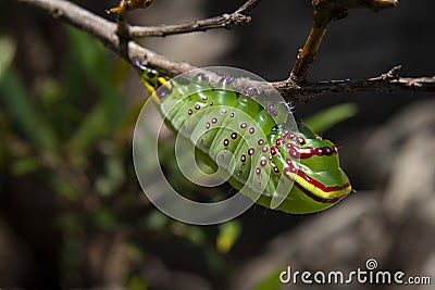 Colorful caterpilla Stock Photo