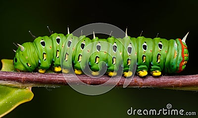 Colorful caterpillar is crawling on branch Stock Photo