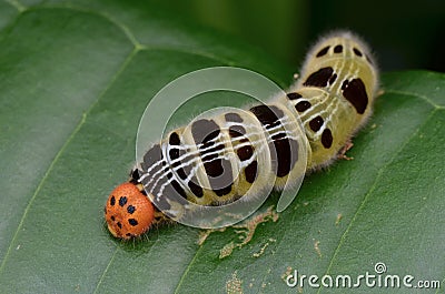 Colorful Caterpillar Stock Photo