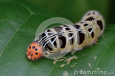 Colorful Caterpillar Stock Photo