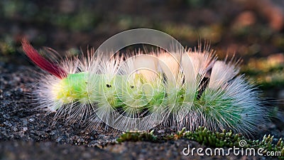 Colorful caterpillar. Stock Photo