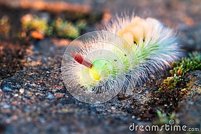Colorful caterpillar. Stock Photo