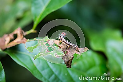 Colorful caterpillar on leaf Stock Photo