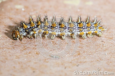 A colorful caterpillar moving on the floor Stock Photo