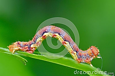 Colorful caterpillar Stock Photo