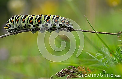 Colorful caterpillar, Papilio machaon, in natural landscape Stock Photo