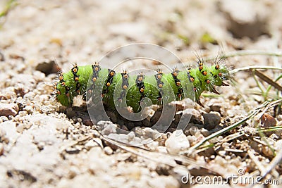 Colorful caterpillar Stock Photo