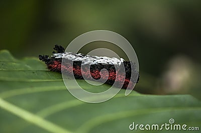 Colorful caterpillar Stock Photo