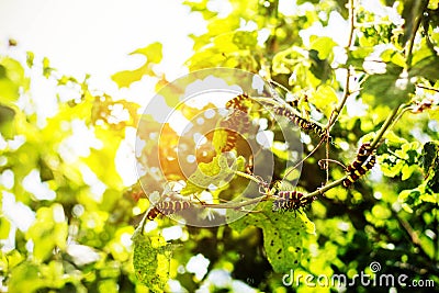 Colorful caterpillar on a tree Stock Photo