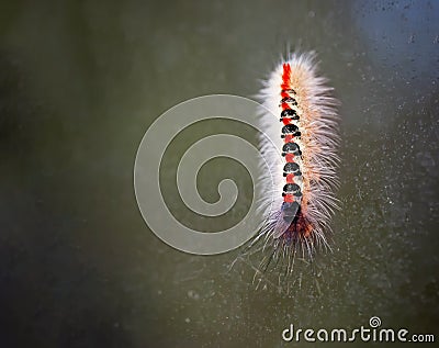 Colorful caterpillar in white red and black colors. Stock Photo