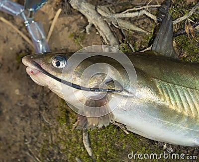 Colorful catfish with long whisker Stock Photo
