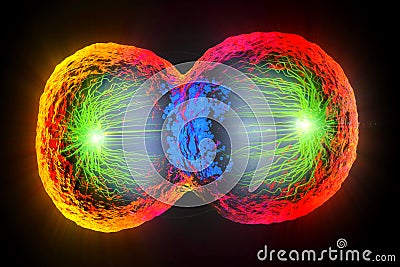 Colorful cell division, cell membrane and splitting nucleus Cartoon Illustration