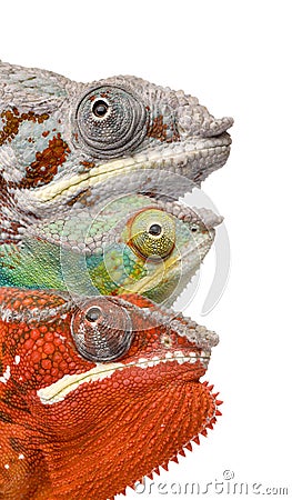 Colorful Chameleon in front of white background Stock Photo