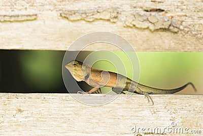 Colorful chameleons that change color according to their location. Stock Photo