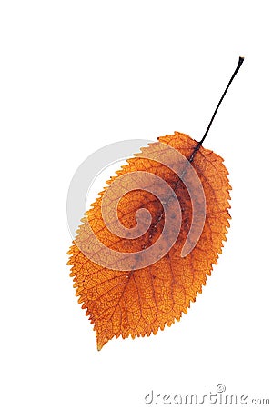 Colorful cherry leaf autumn symbol Stock Photo