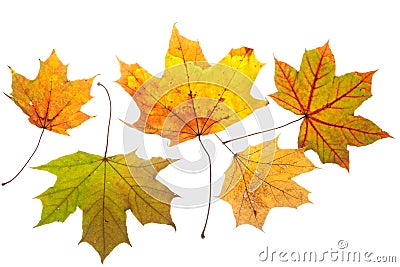 Colorful chestnut leaves in fall Stock Photo