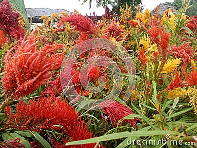 Colorful chicken comb flowers in a flower garden Stock Photo