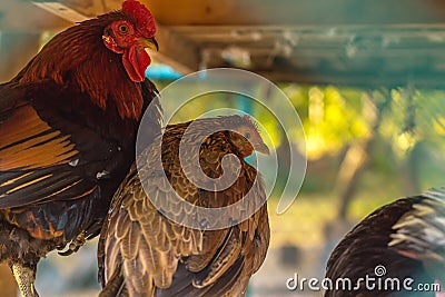 Colorful chicken and rooster with a beautiful bokeh Stock Photo